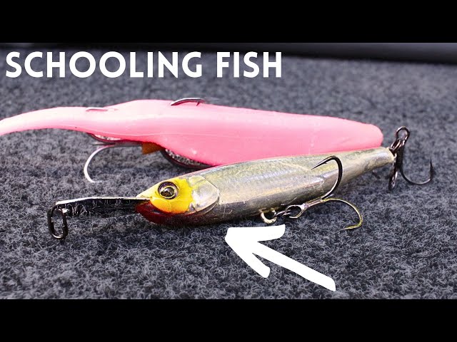 Schooling Bass Baits You NEED To Have! 
