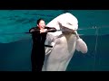 Beluga Whale Night Show at Yokohama Hakkeijima Sea Paradise 【4K】