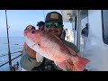 PARTY BOAT DEEP SEA FISHING!!! (MAJESTY AND MAYPORT PRINCESS 2)