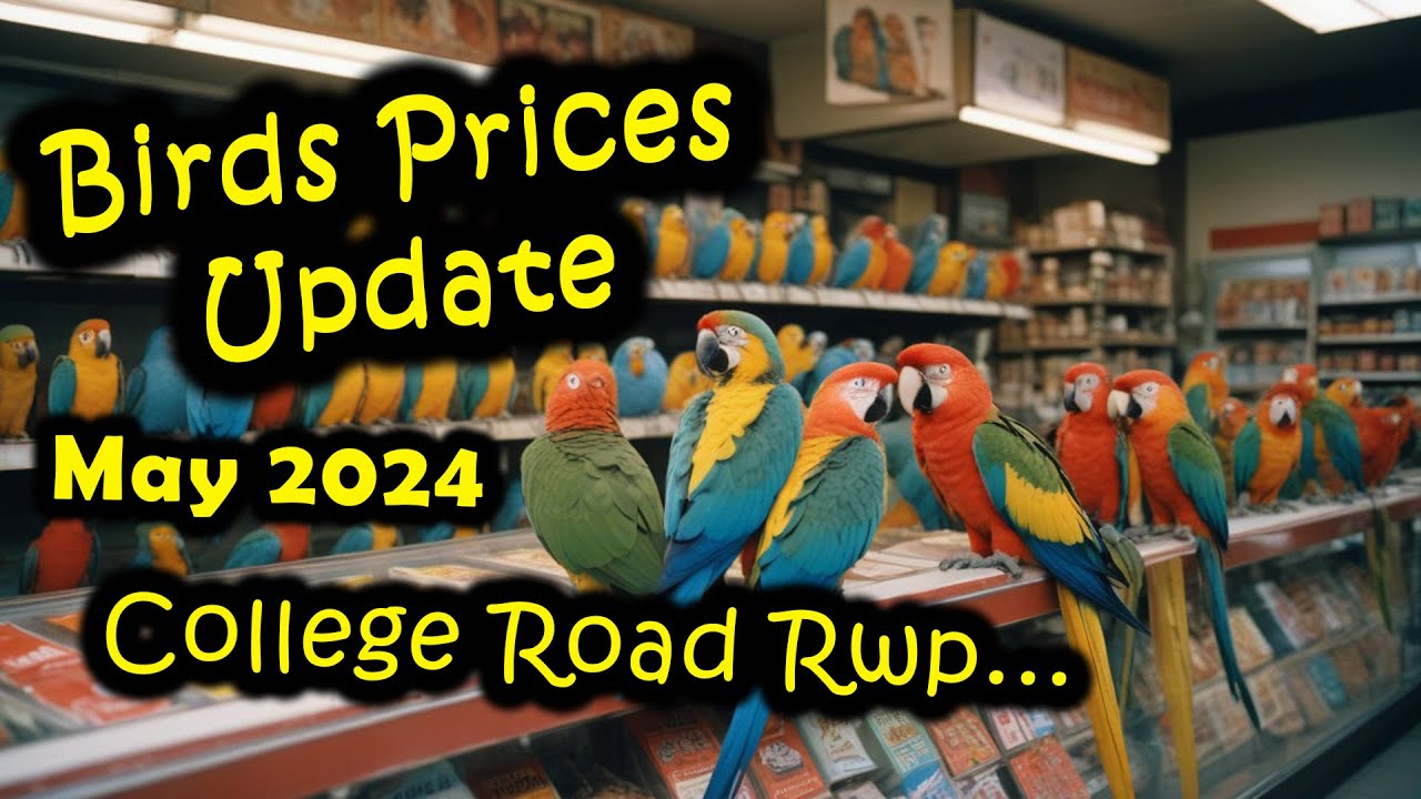 Birds Prices Update May 2024 | All birds prices in off season | Bird