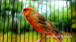 kenari loper gacor durasi panjang sangat bagus buat masteran durasi pendek agar cepet durasi panjang