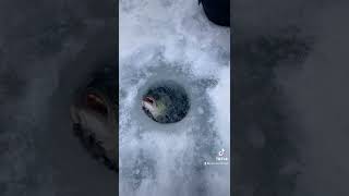 Ice Fishing | Pescando en el Hielo 🎣🧊