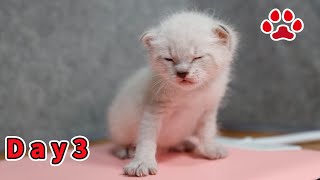 [Protection 3 days] Catheter feeding of kittens for nutrition.