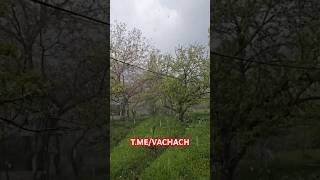 ⛈ Қамчиқ довонида мана шундай дўл ёғмоқда 😳 #vachach #rek #news