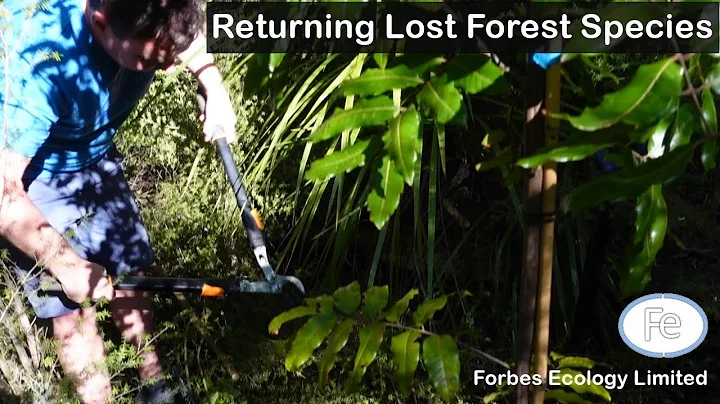 Enrichment planting in a small planted native fore...