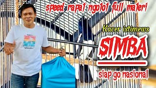 KACER GACOR - GILA !!! SIMBA MEWAH NGOTOT FULL MATERI DURASI RAPAT TAMPA JEDA GAYA TARUNG ISTIMEWA