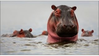 Бегемот испортил воздух / Hippo farted