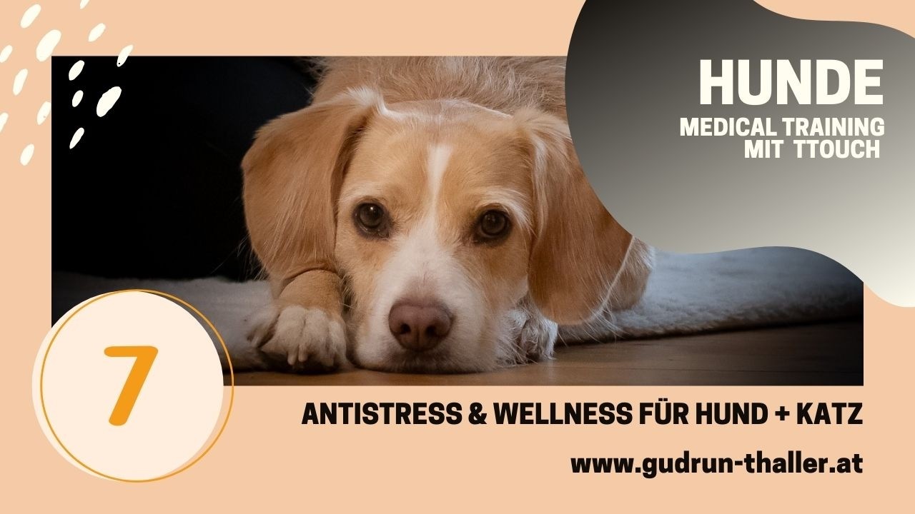 MEDICAL TRAINING MIT TTOUCH FÜR HUNDE