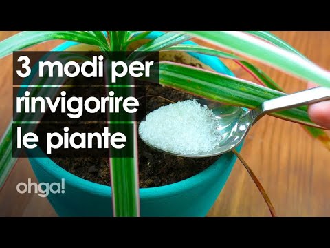 Video: Nutrire le felci di cervo con le banane - Scopri il fertilizzante per banana per le felci di cervo