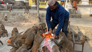 monkey enjoying with fresh fresh carrot & dog are happy to get lots of heavy meal