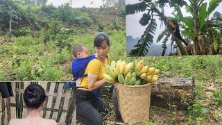 Single mother harvests bananas with her son to build a bathroom
