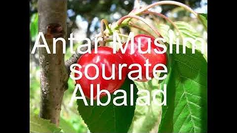 الشيخ عنتر مسلم سورة البلد/كنوز التلاوات