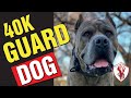40K Guard Dog and the Tortilla Challenge