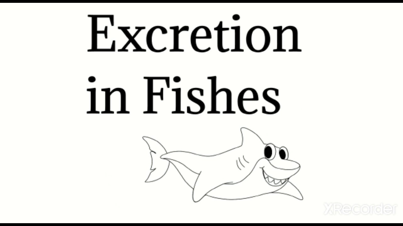 #Excretion In Fishes # Hag Fish # Cartilaginous Fish# Bony Fish # Fresh Water Fish