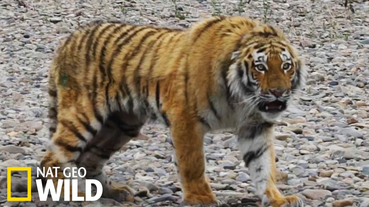 L Incroyable Tigre De Siberie Youtube