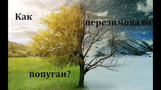 TimPtitZ: Как перезимовали попугаи?