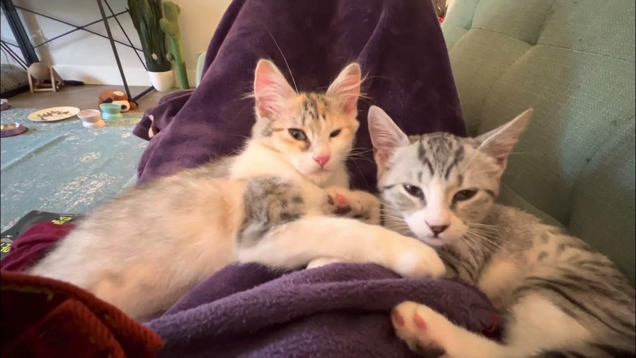 Foster kittens Sophie and Kate - YouTube