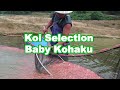 Selecting baby Koi in Japan | Kohaku selection guide [SENBETSU]