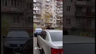 картинка: Лось забежал на улицу