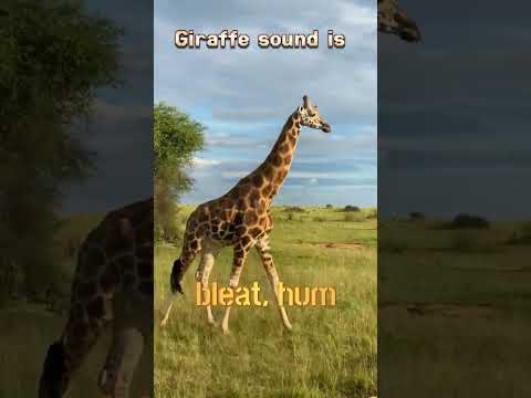 Giraffe sound is