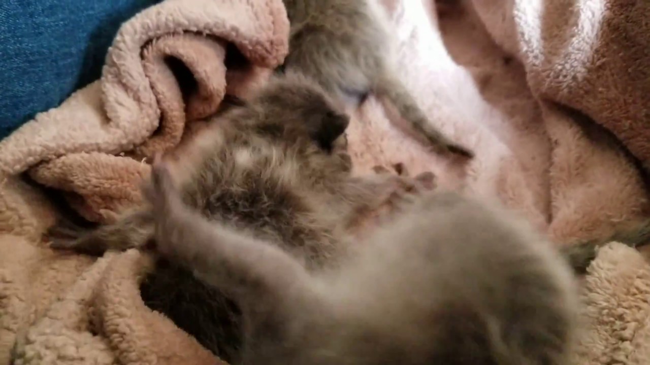 Orphaned Baby Raccoons in Care (2 weeks old) YouTube