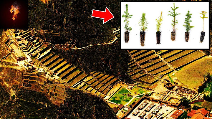 Iceland's Re-Growing Forests With Lost Technology?🌱