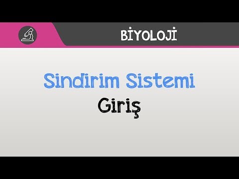 İnsan Fizyolojisi / Sindirim Sistemi - Giriş