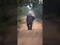 🐘 Giant King Elephant With Huge Tusks in Sri Lanka 🇱🇰🔥 | Majestic Wildlife Moment #Shorts