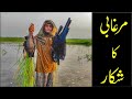 wildlife |Duck hunting |best duck hunting video |duck hunting season 2020 | duck hunting with airgun