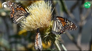 Monarch Butterfly Project  [Proyecto Mariposa Monarca]