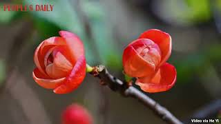 Crabapple flowers exude grace under the bright sunshine