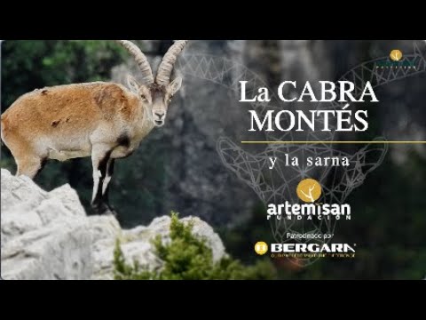 La cabra montés y la sarna