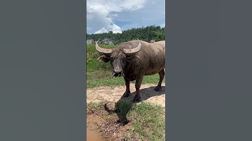 trâu cà cổ cong cặp sừng dài