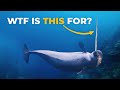 The insane biology of the narwhal