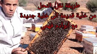 طريقة نقل النحل من خلية قديمة الى خلية جديدة/مع أبو آدم فهمي
