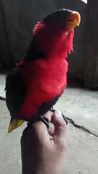 Burung Nuri Pintar Mengaji