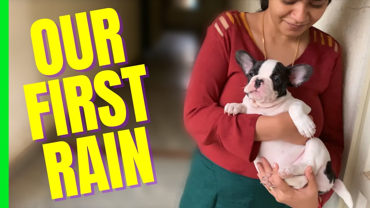 Dog Gets So Excited for his FIRST Rain that He keeps slipping Try not
