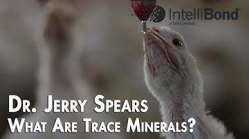 What Are Trace Minerals?