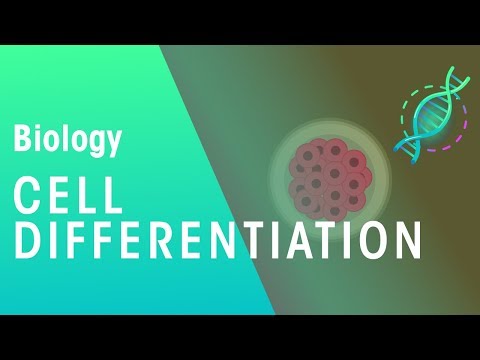 How Does Cell Differentiation Vary In Plants And Animals