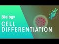 Cell Differentiation | Genetics | Biology | FuseSchool