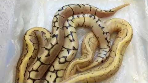 Ball Python Clutch #3 of 2017 hatched!!!