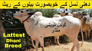 Dhani Breed Bulls For Sale On Gondal Bakra Mandi || Livestock And Cattle Farming By My Life Channel