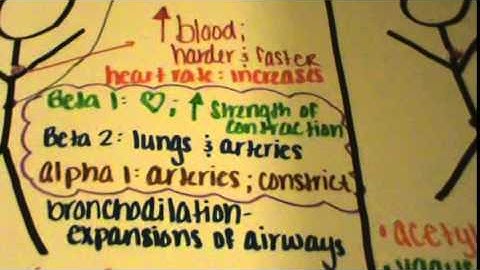 Bio 201 Autonomic Nervous System