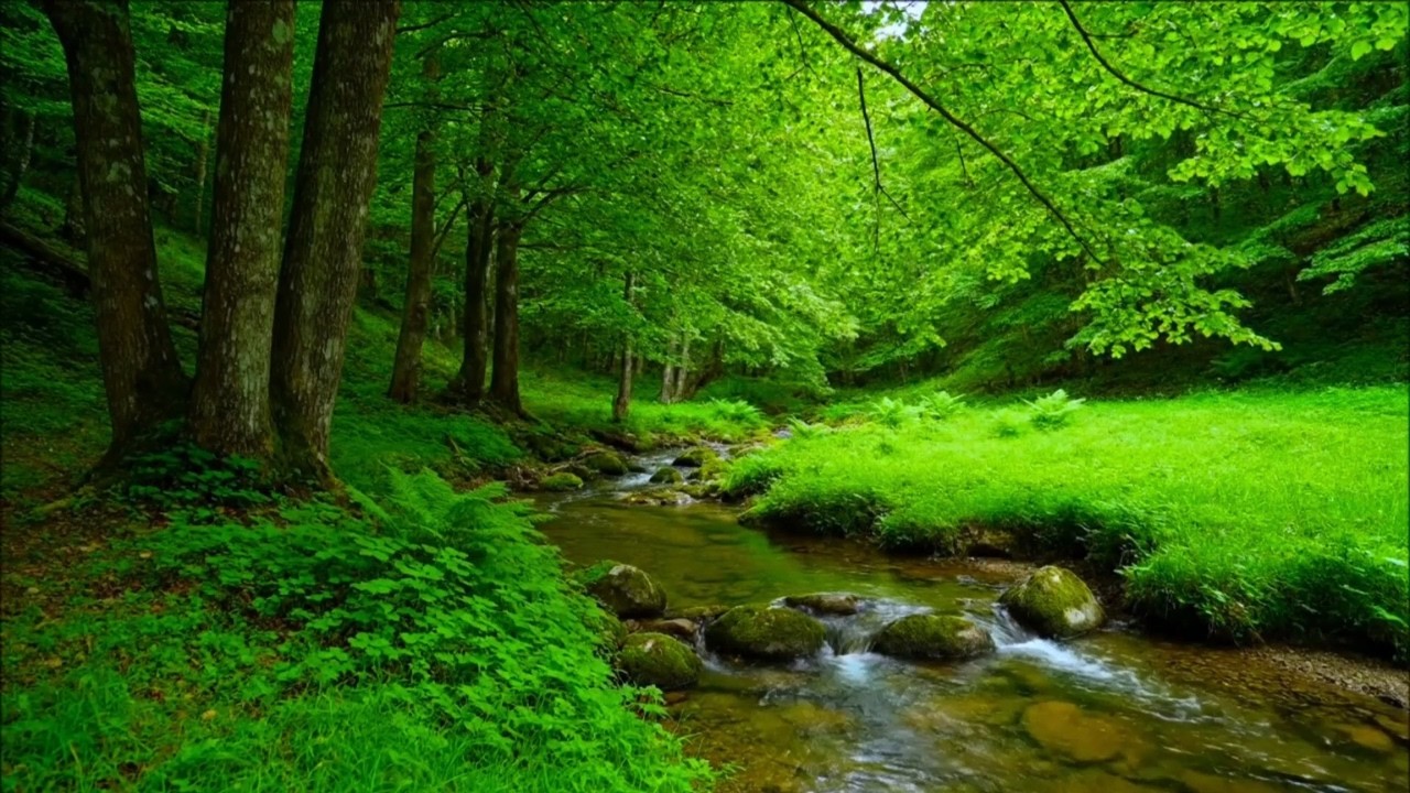 Relaxing River Sounds for Sleep 🌿 Peaceful Forest Stream & Birds Singing | Stress Relief & Healing