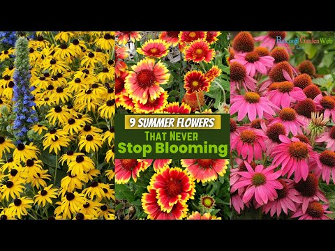 Video: Ljetno cvijeće: pravi izbor