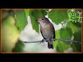 Голоса птиц Как поёт Мухоловка малая (Ficedula parva)