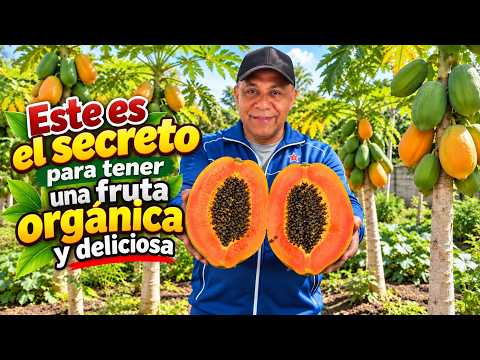 Want sweet papayas without pesticides? Do this and you'll see the sweetness and great texture.