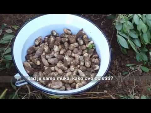 Video: Kako Uzgajati Chaenomeles