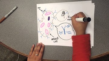 The Evolution of Food Allergies