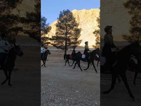 شراب مقصر نیست اولین سواری با کره ها وحال خوش